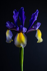 Selective focus of the Dutch iris valentine on a black background