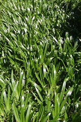 葉模様　自然の造形