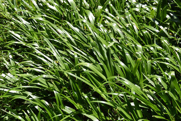 葉模様　自然の造形