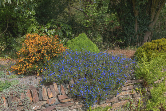 Lithodora diffusa and berberis