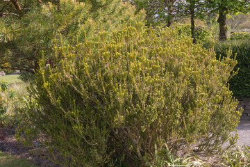 Olearia nummularifolia a fragrant member of the asteraceae family - obrazy, fototapety, plakaty