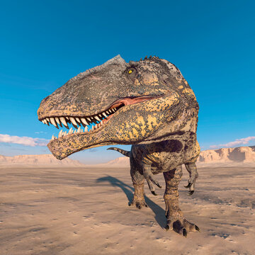 giganotosaurus is looking for the others on sunset desert