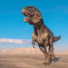 giganotosaurus is walking like a king on sunset desert © DM7