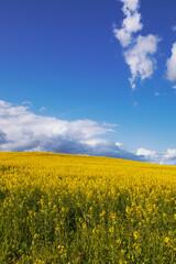 Canola fields in bloom, with deep blue skies. High quality photo