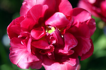 Blooming flowers in spring