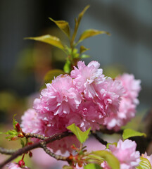 Blooming flowers in spring