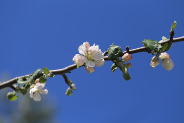 Blooming flowers in spring