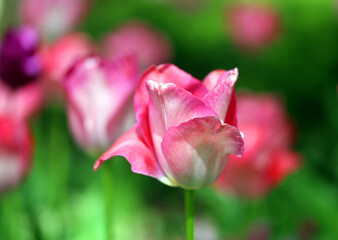 Obraz premium Beautiful spring tulips