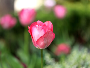 Beautiful spring tulips