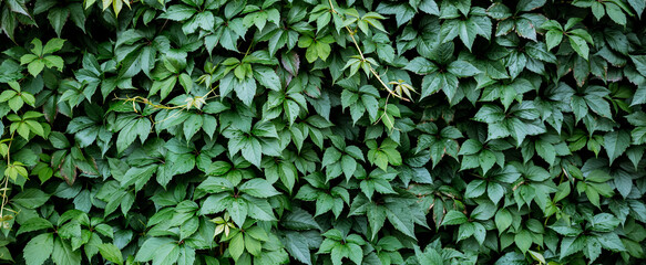Decorative background of wild green grapes leaves. Nature texture. Banner. Five-leaved ivy natural...