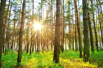Rays of sunlight in the trees in the forest in summer