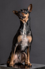Fotografía de estudio de un precioso perro de raza Pincher  - 501930321