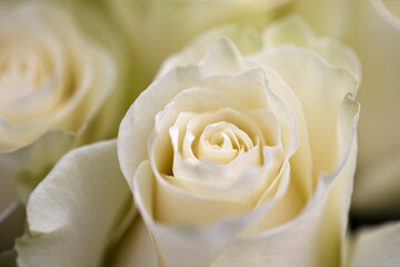 Beautiful rose up close.