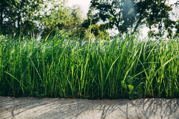 Green lush lawn background. Close-up side view. Field of dense grass in perspective. Garden care. Video footage hd. Healthy plant cover. Natural wallpaper. Freshness. Summer season. Windy weather