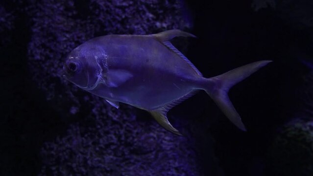 The round pompano, or round trachinot, is a species of ray&mdash;finned fish in the family Stavridae. Marine benthopelagic fish