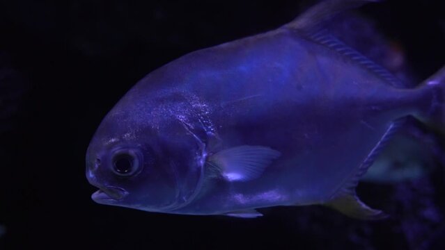 The round pompano, or round trachinot, is a species of ray&mdash;finned fish in the family Stavridae. Marine benthopelagic fish