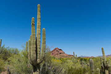 Saguaro cactus in the springtime in the southwest sonoran deserts of Phoenix, Arizona.