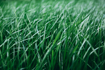 Fototapeta na wymiar Green lush lawn background. Close-up side view. Field of dense grass in perspective. Garden care. Video footage hd. Healthy plant cover. Natural wallpaper. Freshness. Summer season. Windy weather