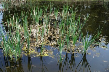 Grünes Schilfgras im blauen Teichwasser im Frühling
