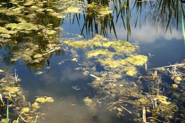 Blaues Teichwasser mit gelben Algen und Spiegelung auf Wasser bei Sonne im Frühling 