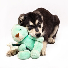 Portrait of a mongrel large puppy with a soft toy. Color black with light tan markings, isolated on a white background