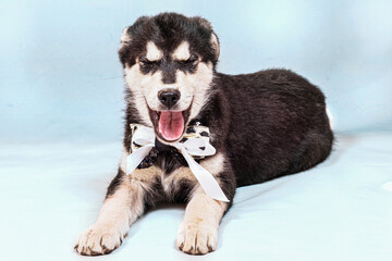 Portrait of a mongrel large puppy with a bow around its neck.