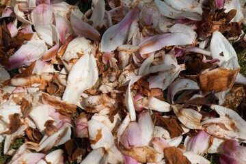 Weißes Blütenblättermuster bei Sonne im Frühling 