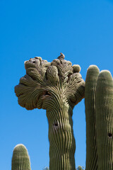 Crested Saguaro cactus with mourning dove on top.
