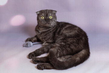 Portrait of a dark gray cat of the Scottish fold breed.