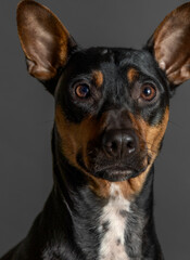 Fotografía de estudio de un primer plano de un perro de raza Pincher - 501931567