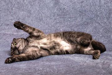 A dark gray cat of the Scottish fold breed is lying around, waving its paws and watching the toy with its eyes