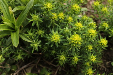Beautiful green flowers. Close up of a yellow plant. Green plants background.