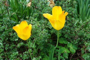 Zwei gelbe Tulpen im Garten bei Sonne im Fr&uuml;hling 
