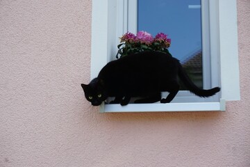 Schwarze Katze auf weißer Fensterbank von pinker Hausfassade 