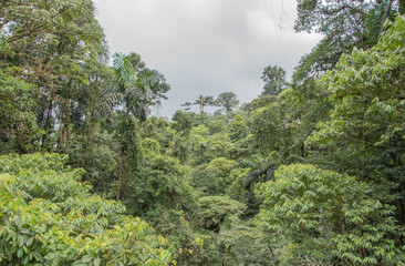 Obraz premium Green vegetation in the rainy season in Costa Rica.