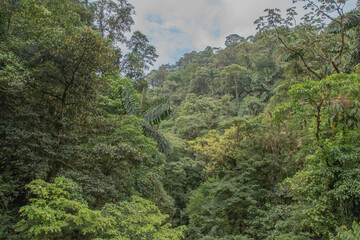 Fototapeta na wymiar Green vegetation in the rainy season in Costa Rica.