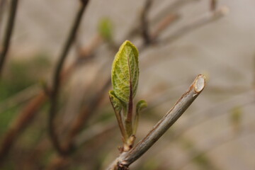 buds of a willow close up