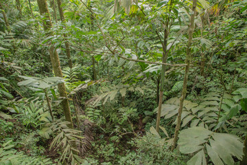 Fototapeta premium Green vegetation in the rainy season in Costa Rica.