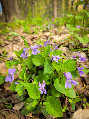 Violets grow in the park. Spring flowers on the ground. Spring time.