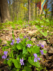 Violets grow in the park. Spring flowers on the ground. Spring time.