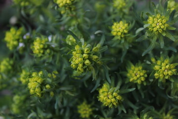 yellow flowers in the garden close up