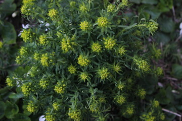 green moss background