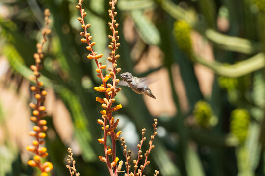 Hummingbird drinking nectar from blooming flowers in the springtime in the southwest sonoran deserts of Phoenix, Arizona.