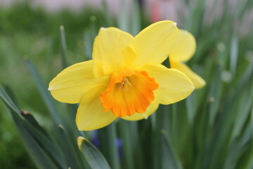 Obraz na płótnie Canvas yellow daffodil flower close up, yellow spring flowers