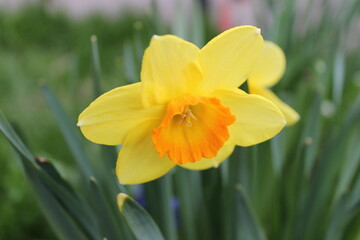 Obraz na płótnie Canvas yellow daffodils in spring