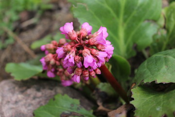 bee on a pink flower