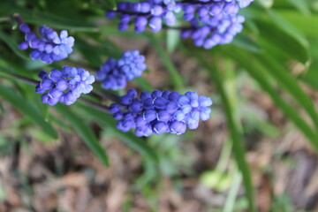 blue flowers in the garden, hyacinth