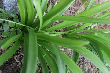 aloe vera plants