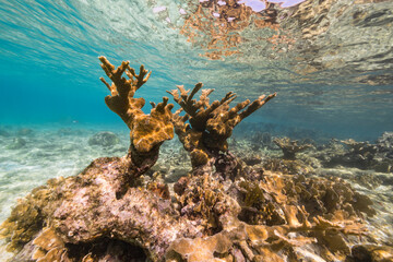 Naklejka na ściany i meble Seascape with big Elkhorn Coral in the coral reef of Caribbean Sea, Curacao