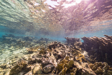 Fototapeta na wymiar Seascape with big Elkhorn Coral in the coral reef of Caribbean Sea, Curacao